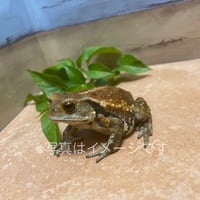 ミヤコヒキガエル〜ランダム