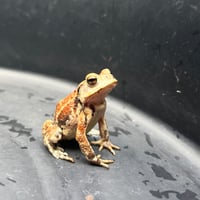 ミヤコヒキガエル 約5.5cm前後