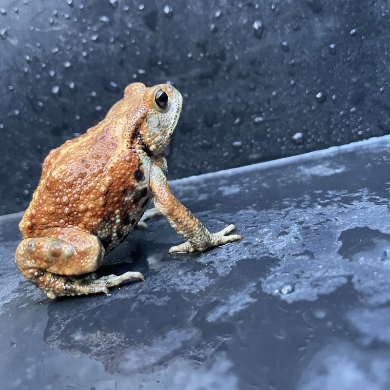 幼体ミヤコヒキガエル 2色セット 5cm前後 | Frogs Shop