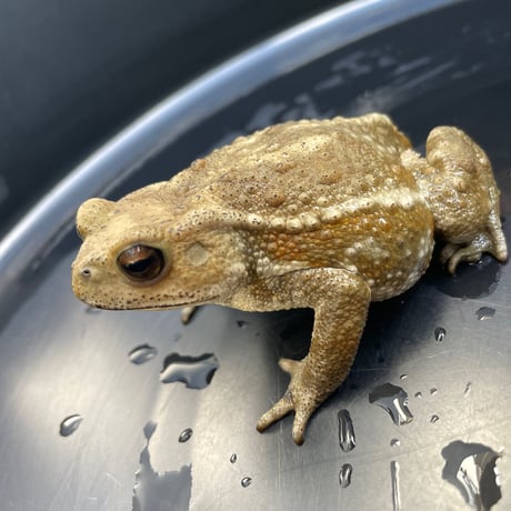 アッシュ系ミヤコヒキガエル 8cm前後 ♀