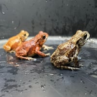 ミヤコヒキガエルベビー約4cm