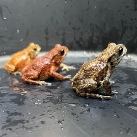 ミヤコヒキガエルベビー約4cm