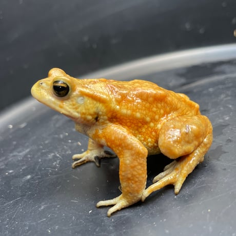 ミヤコヒキガエル ♂ 7cm前後