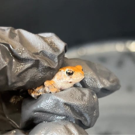 ミヤコベビー約2cm