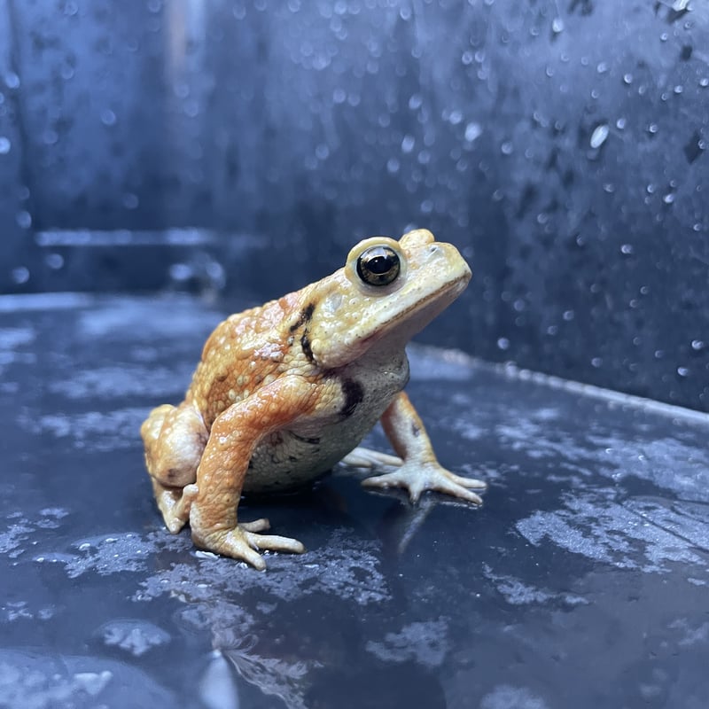 幼体ミヤコヒキガエル 2色セット 5cm前後 | Frogs Shop