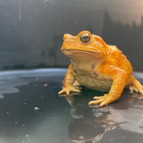 ミヤコヒキガエル 6.5cm前後 ♀