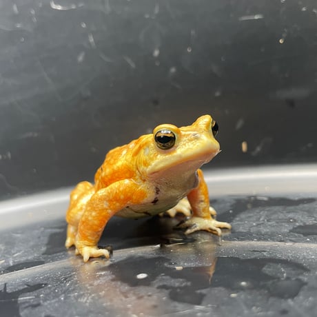 ミヤコヒキガエル ♂ 7cm前後