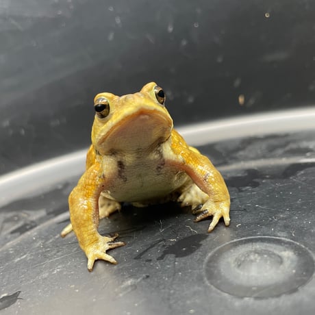 ミヤコヒキガエル ♂ 7cm前後