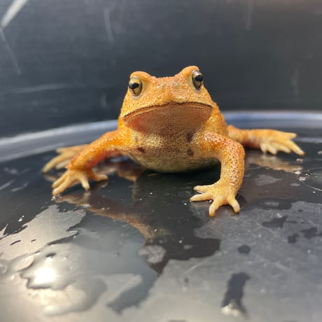 ミヤコヒキガエル 6.5cm前後 ♀
