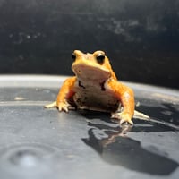 ミヤコヒキガエル 6cm前後 ♂