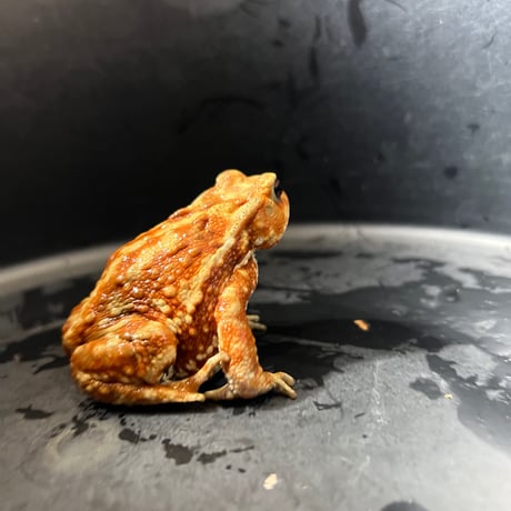 鮮やかカラーマーブルミヤコヒキガエル8cm前後♀