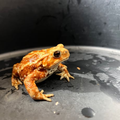 鮮やかカラーマーブルミヤコヒキガエル8cm前後♀