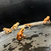 ミヤコベビー約3cm程