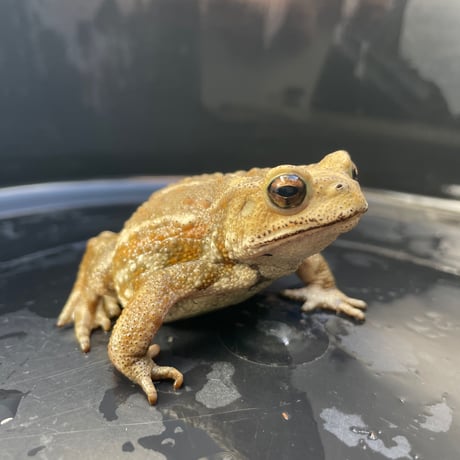 アッシュ系ミヤコヒキガエル 8cm前後 ♀