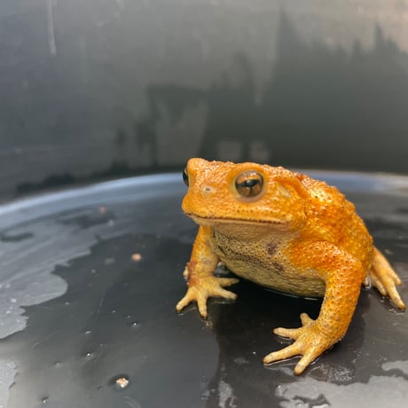 ミヤコヒキガエル 6.5cm前後 ♀