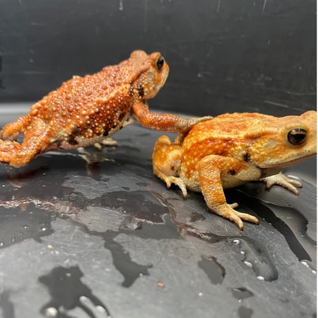 ミヤコヒキガエル 2匹セット 6.5cm前後