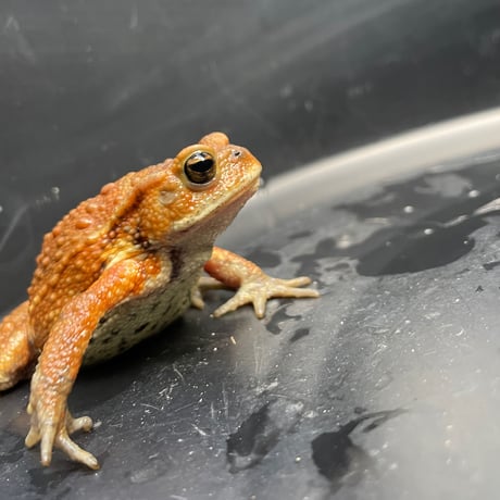 ミヤコヒキガエル ♀ 6.5cm前後