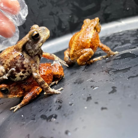 ミヤコヒキガエルベビー約4cm