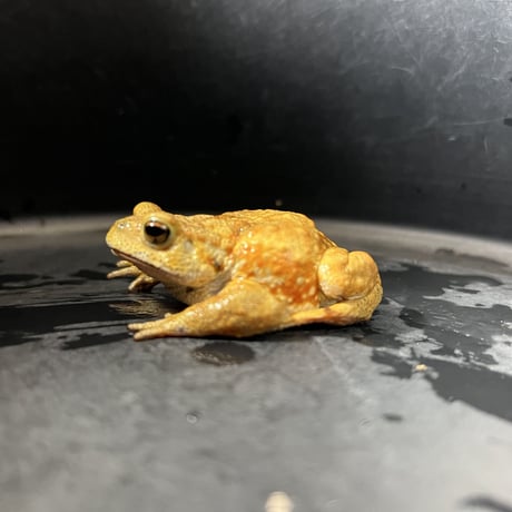 鮮やかカラーミヤコヒキガエル 7cm前後 ♂