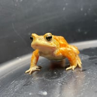 ミヤコヒキガエル ♂ 7cm前後