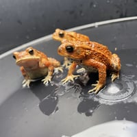 ミニサイズ！この中から１匹
