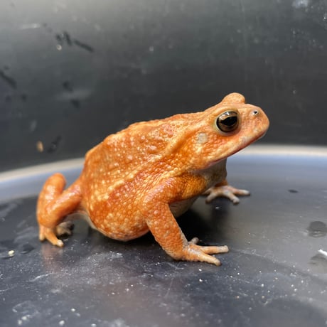 ミヤコヒキガエル ♀ 7cm前後