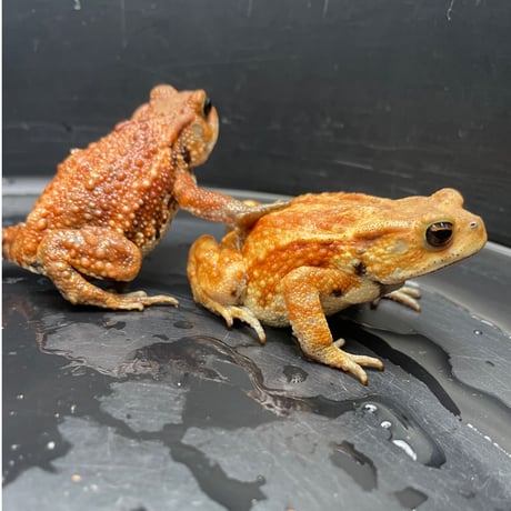 ミヤコヒキガエル 2匹セット 6.5cm前後