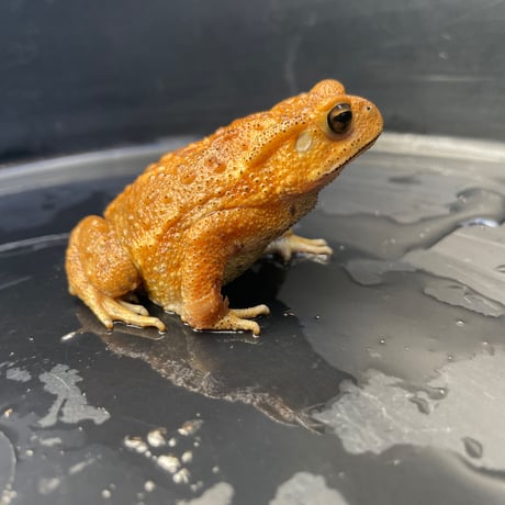 ミヤコヒキガエル 6.5cm前後 ♀