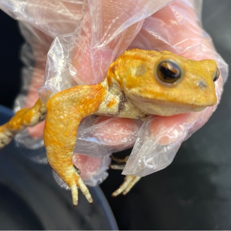 2 ミヤコヒキガエル 7cm前後 ♂ | Frogs Shop