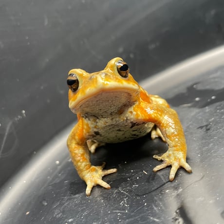 ミヤコヒキガエル ♂ 7cm前後