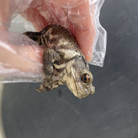 レア色！ミヤコヒキガエル  5.5cm前後