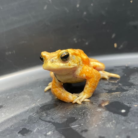 ミヤコヒキガエル ♂ 7cm前後