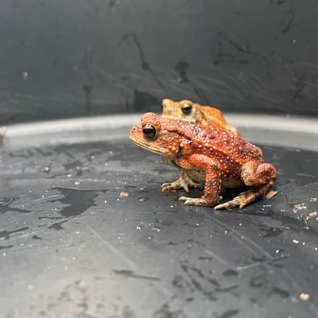 ミヤコヒキガエルベビー約4cm