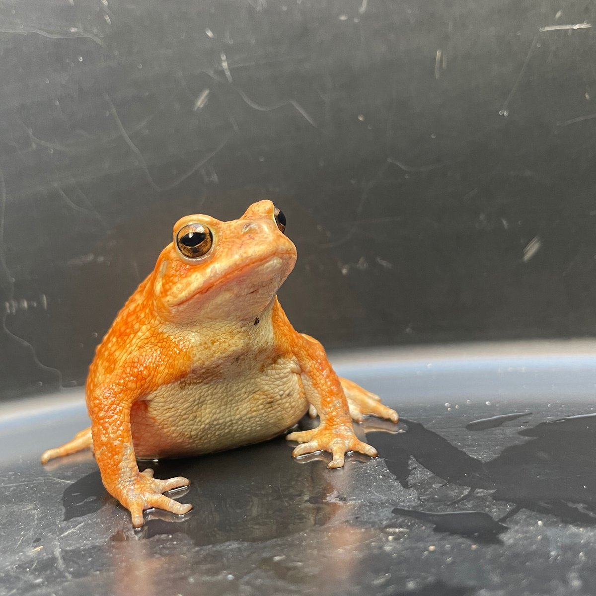 ミヤコヒキガエル ♀ 7cm前後 | Frogs Shop