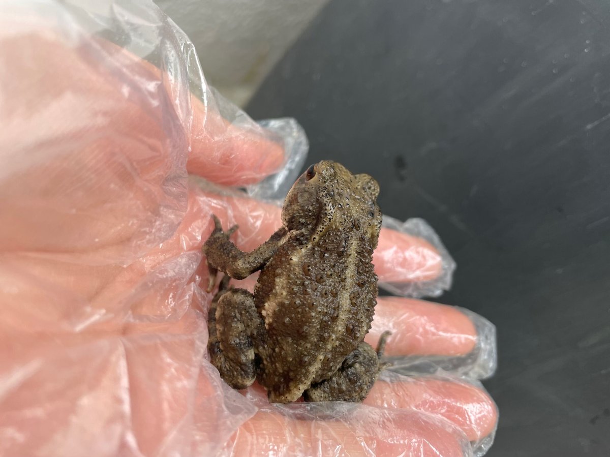 レア色！ミヤコヒキガエル 5.5cm前後 | Frogs Shop