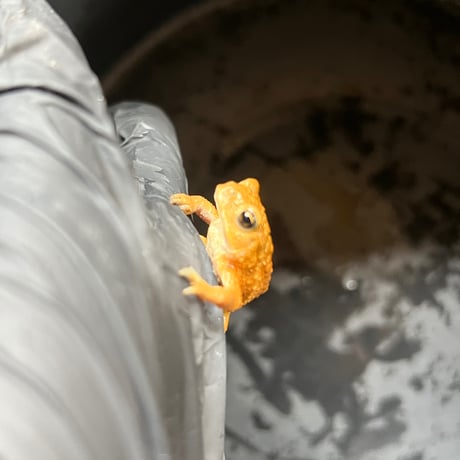 ミヤコヒキガエル 約5cm程