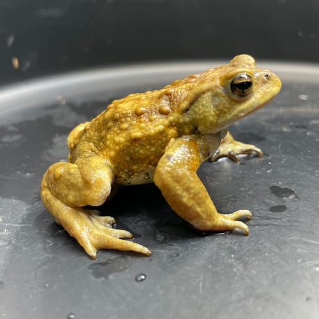 ミヤコヒキガエル ♂ 7cm前後