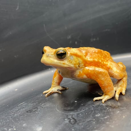 ミヤコヒキガエル ♂ 7cm前後