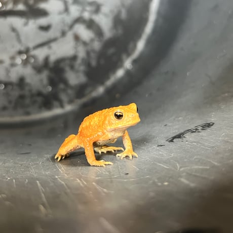 ミヤコヒキガエル 約5cm程