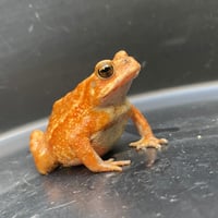 ミヤコヒキガエル ♀ 7cm前後