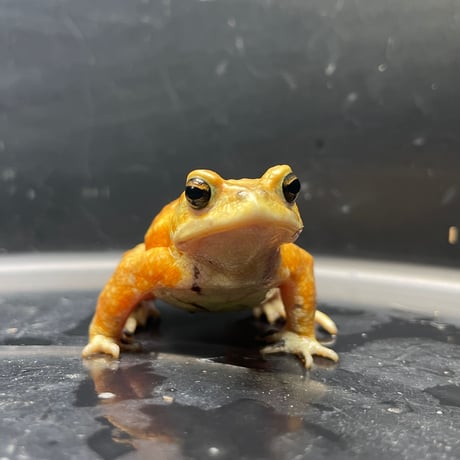 ミヤコヒキガエル ♂ 7cm前後