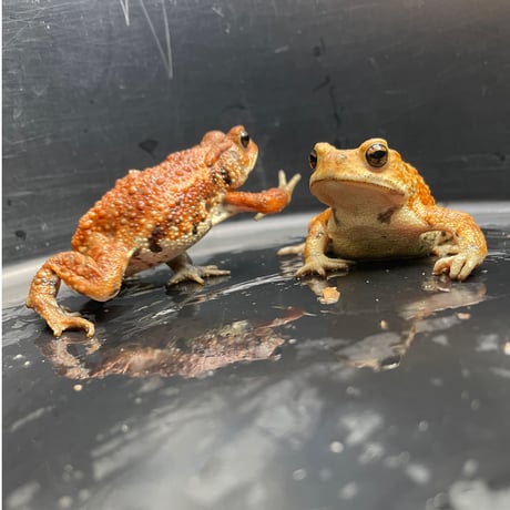 ミヤコヒキガエル 2匹セット 6.5cm前後