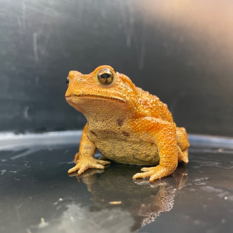 ミヤコヒキガエル 6.5cm前後 ♀