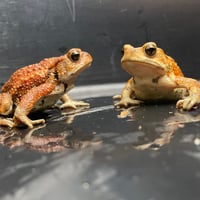 ミヤコヒキガエル 2匹セット 6.5cm前後