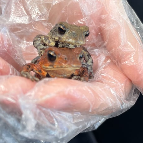 ミヤコヒキガエルベビー約4cm