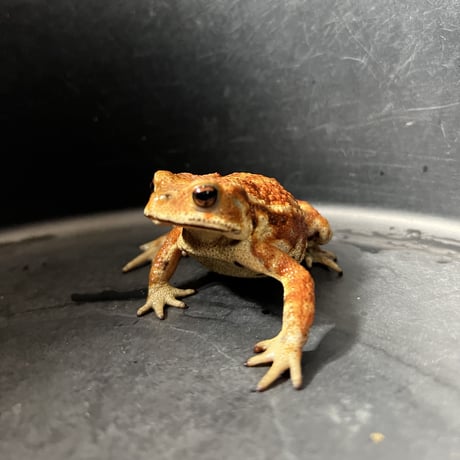 マーブル鮮やかカラーミヤコヒキガエル 7.5cm前後 ♀