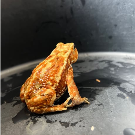 鮮やかカラーマーブルミヤコヒキガエル8cm前後♀