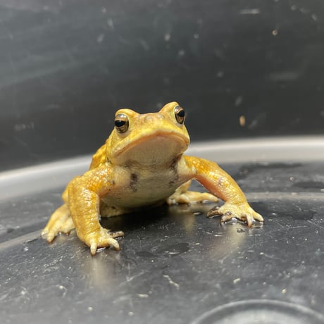 ミヤコヒキガエル ♂ 7cm前後
