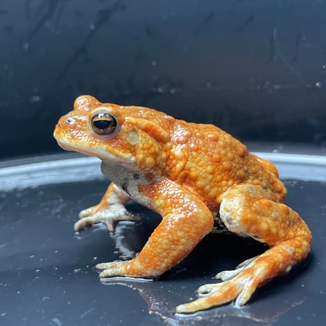 ミヤコヒキガエル ♂ 7cm前後