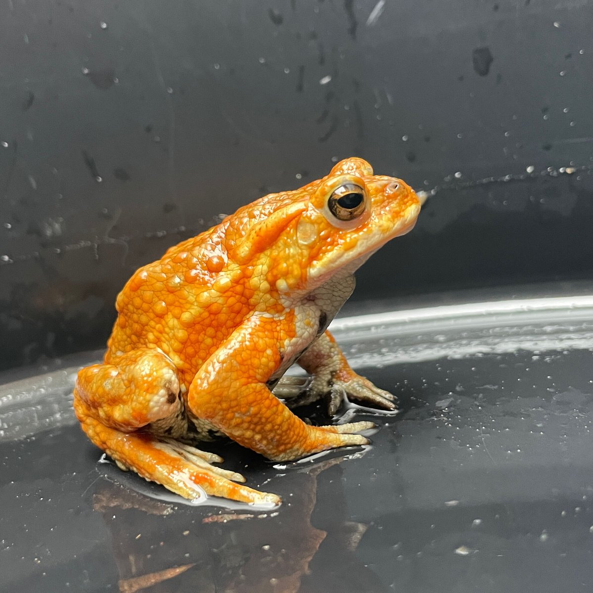 ミヤコヒキガエル ♂ 7cm前後 | Frogs Shop